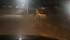 Search operation launched after tiger spotted at Mysuru Airport