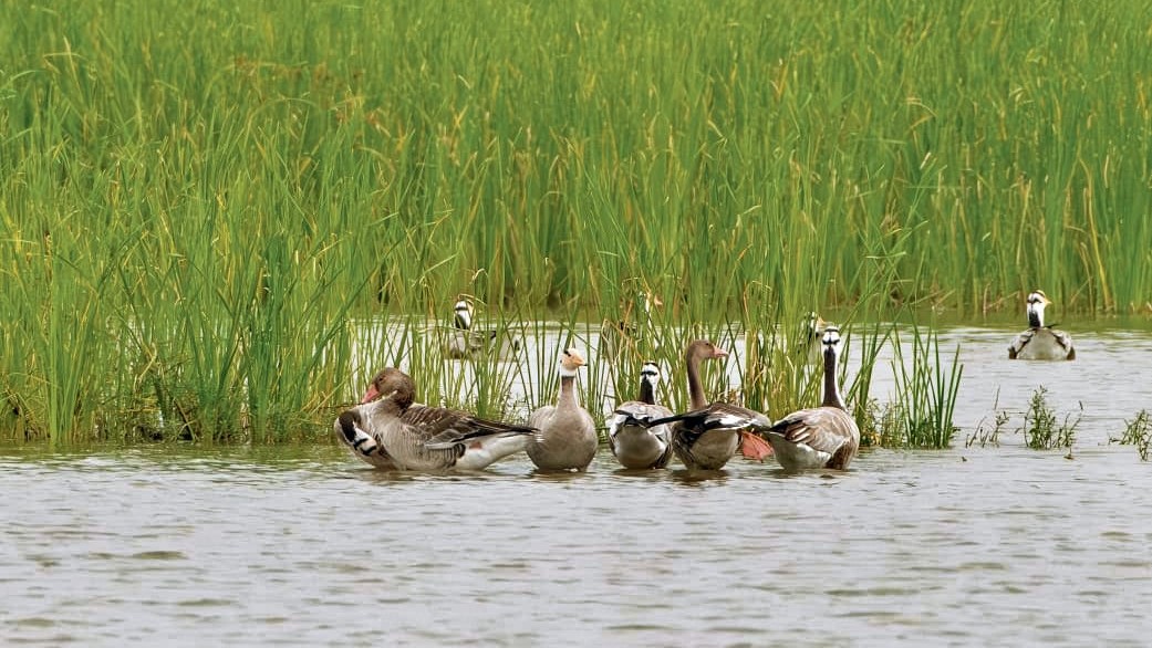 Sinking sanctuary? Bar-headed geese leave lake near Karnataka's Gadag earlier than usual