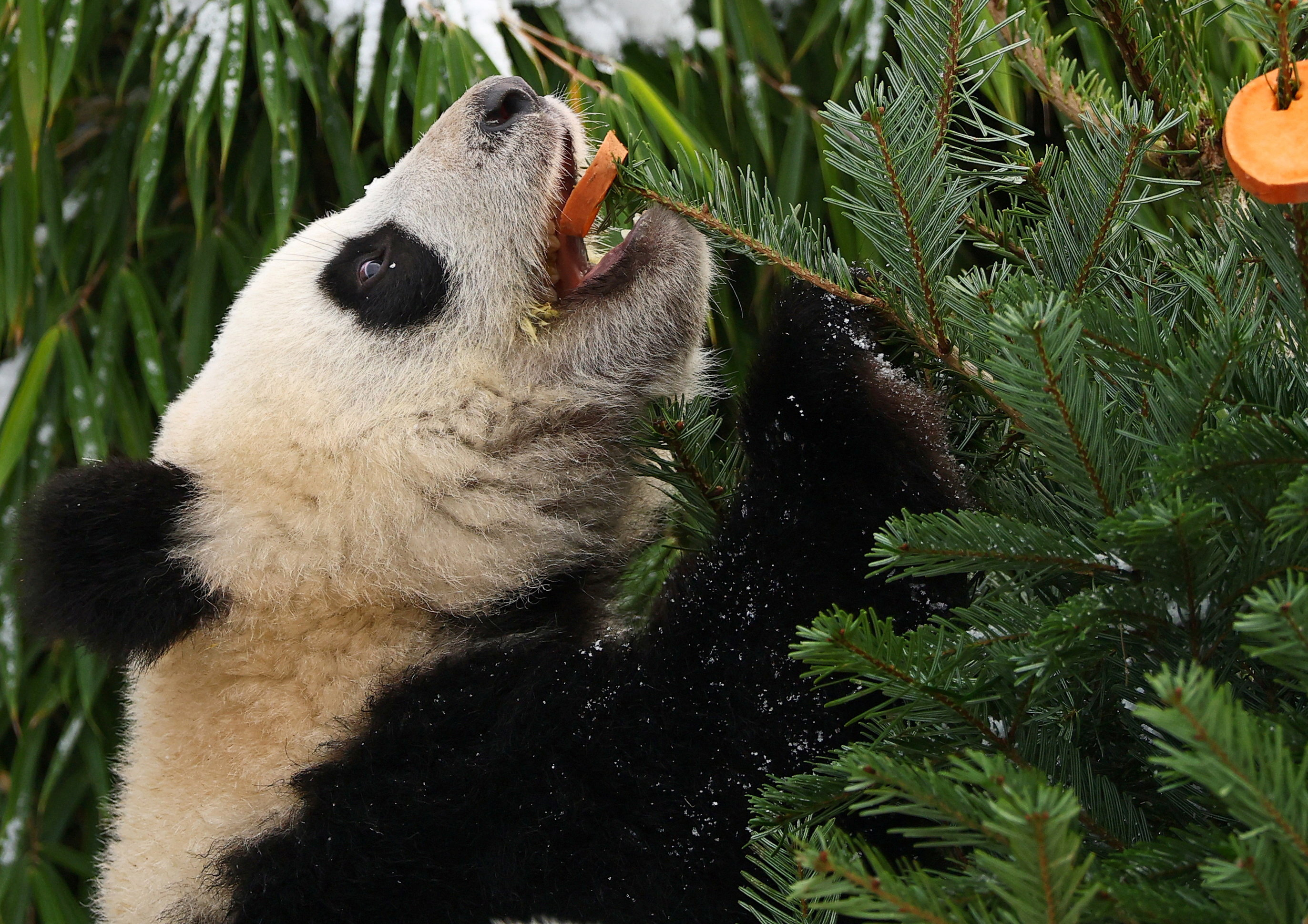 A Giant Panda receives an unsold leftover Christmas tree at Tierpark Zoo in Berlin