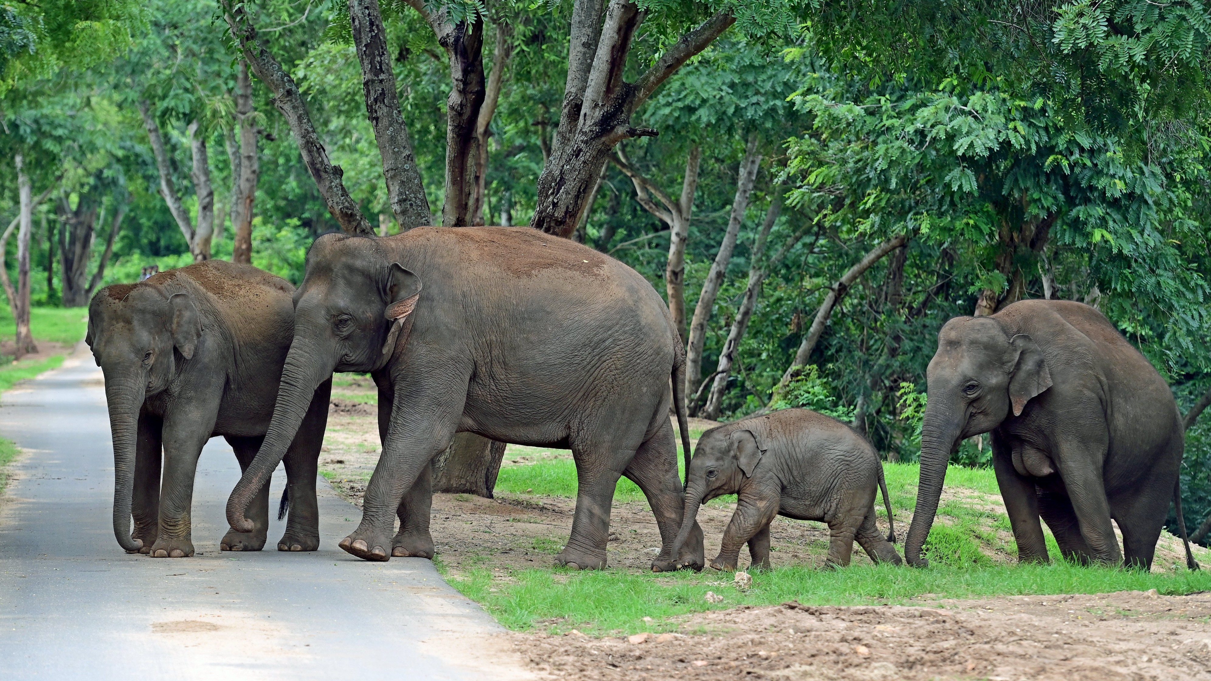 Bannerghatta: CEC flags eco sensitive zone violation, suggests restoration