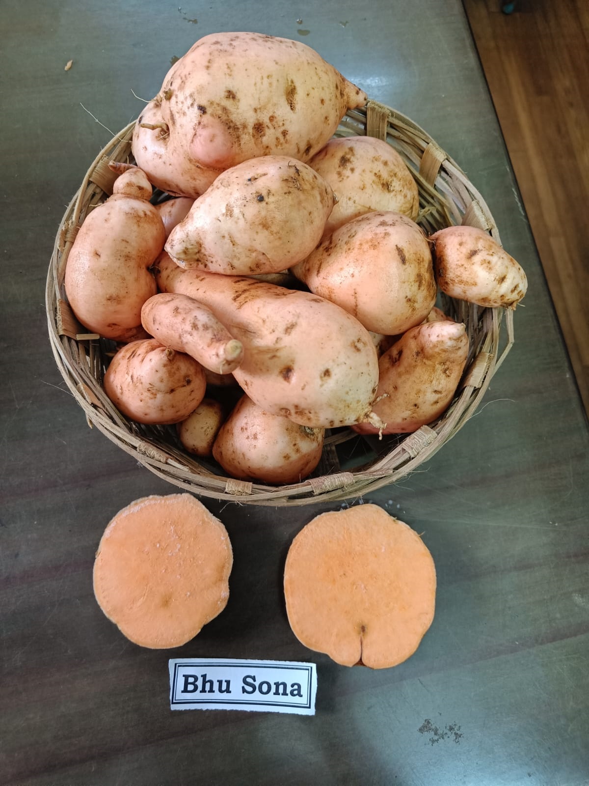 Bhu Sona variety of sweet potato. Photo courtesy: AICRP TC Centre 