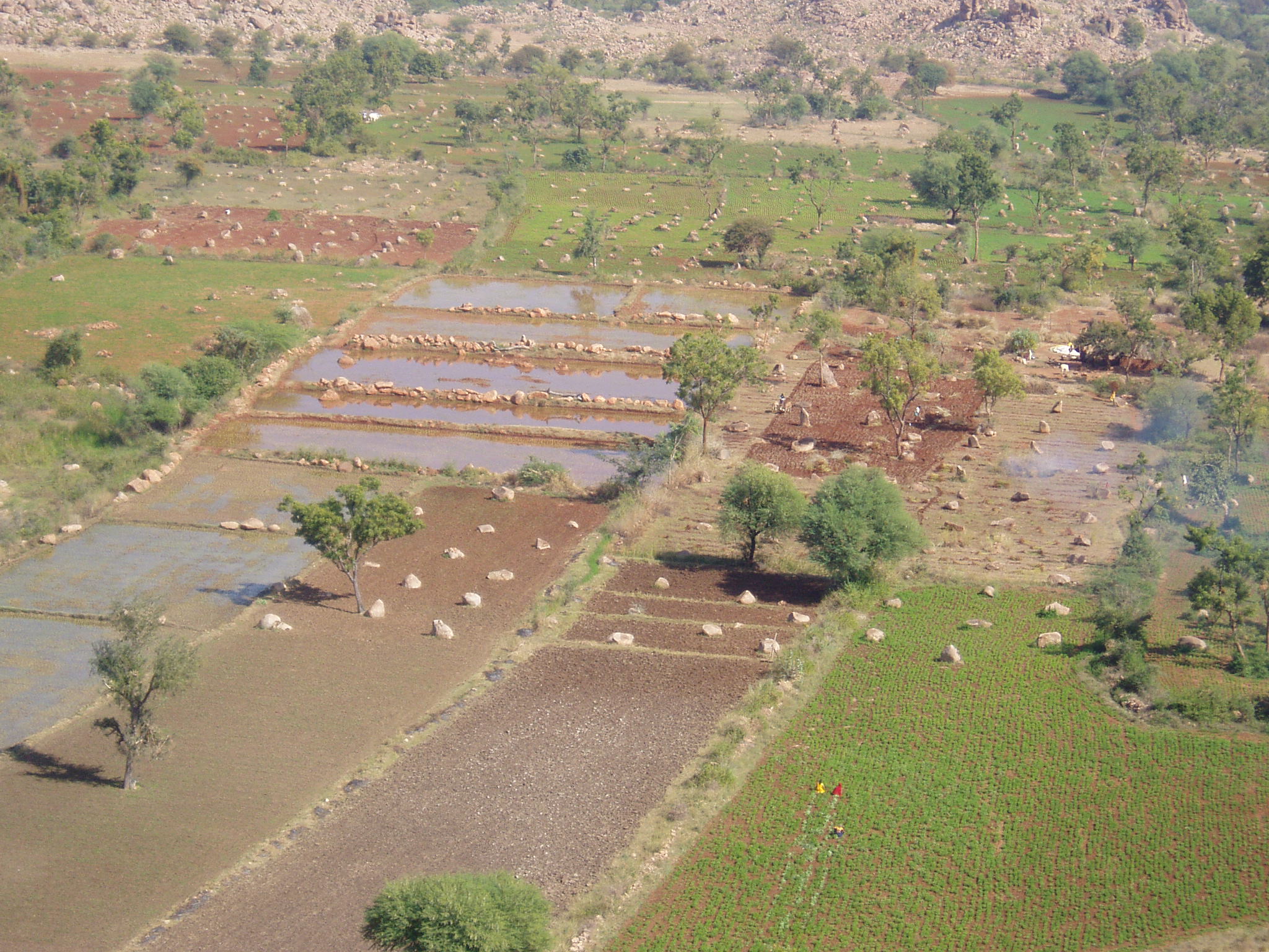 The stone alignment at Hanamsagar which was unfortunately destroyed. Photo by Srikumar M Menon