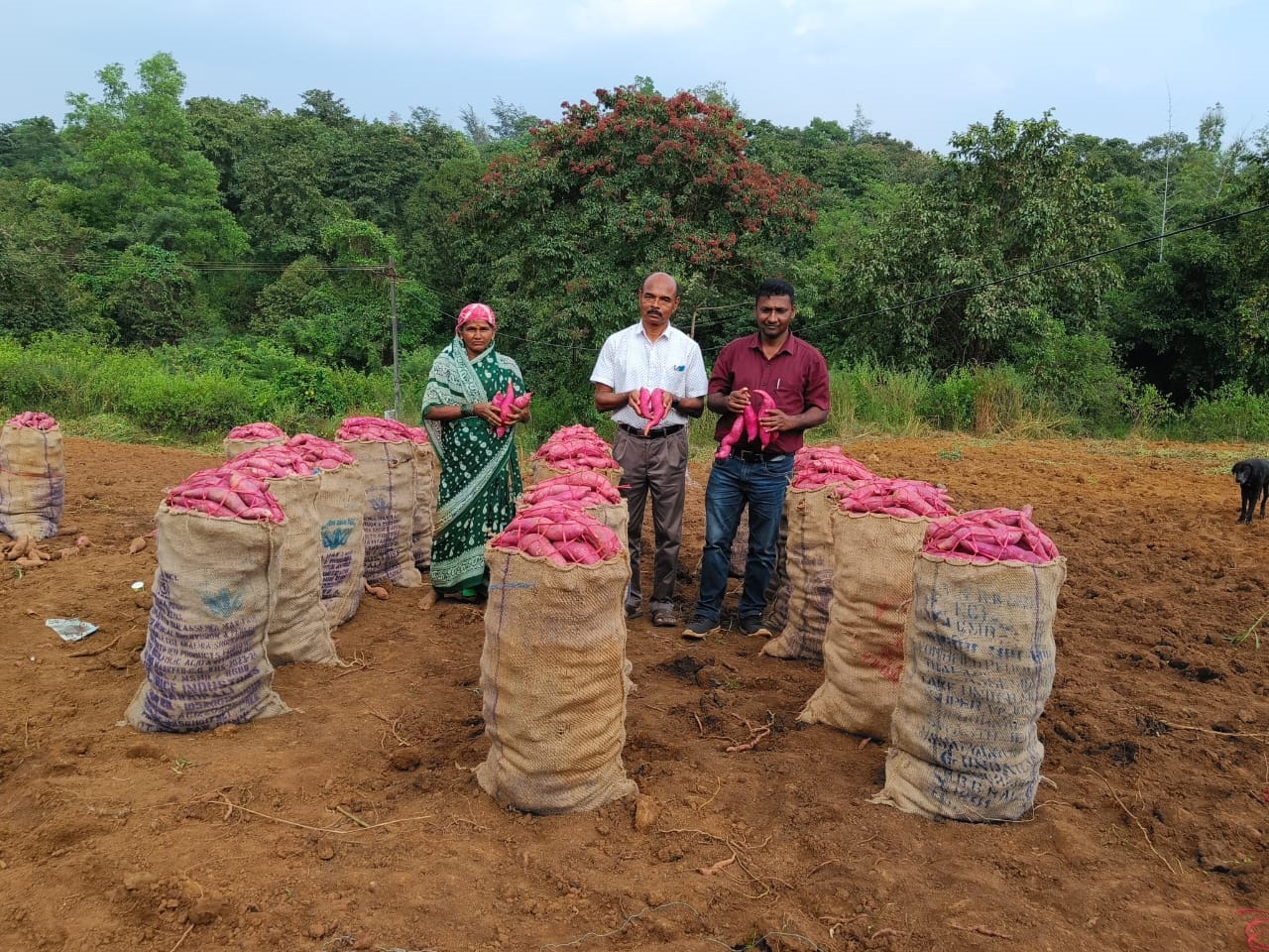 Faculty of AICRP-Tuber Crops Dharwad Centre with a farmer who has grown sweet potato in Khanapur taluk. Photo courtesy: AICRP TC Centre 