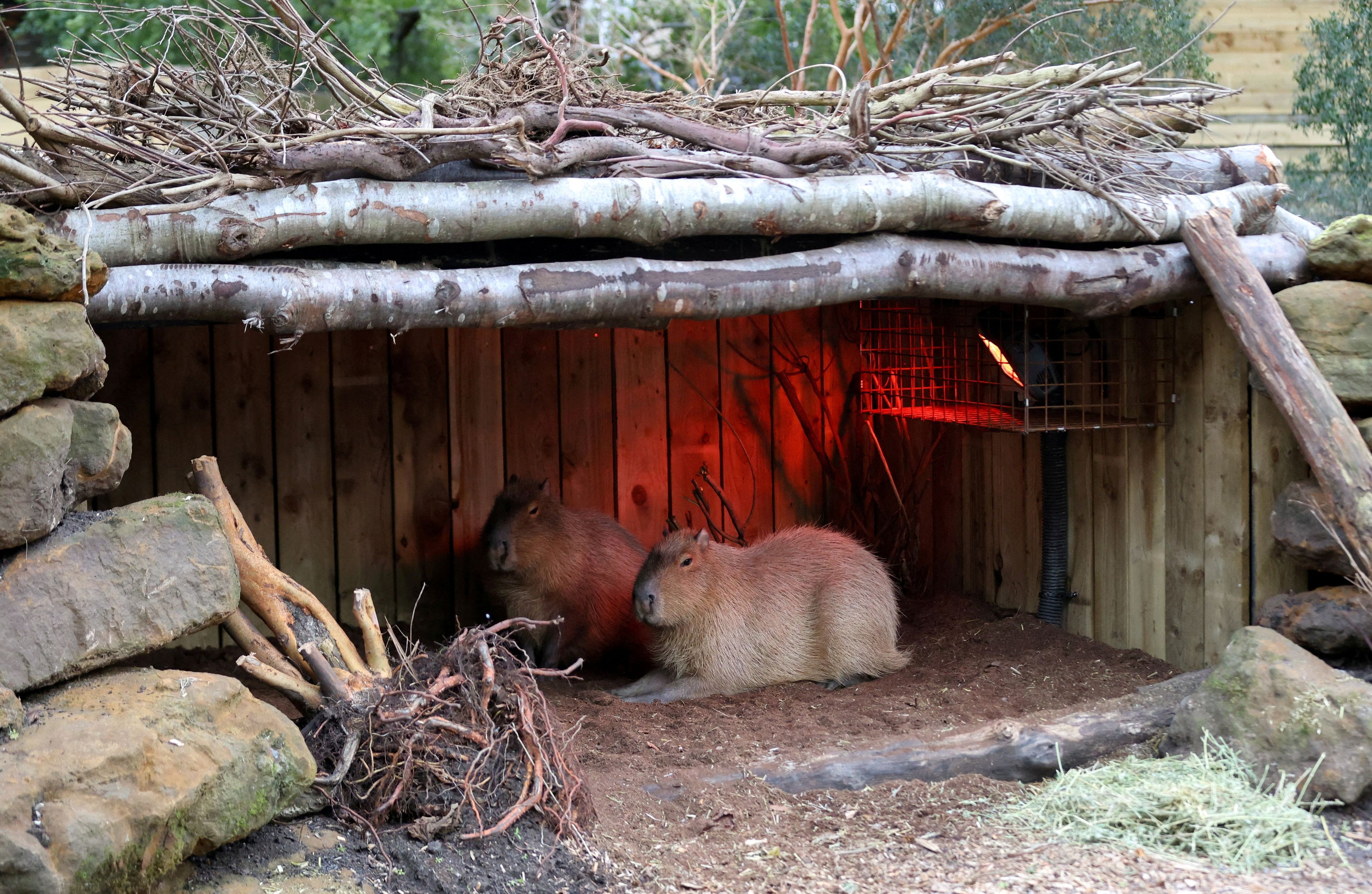 Annual stocktake takes place at London Zoo
