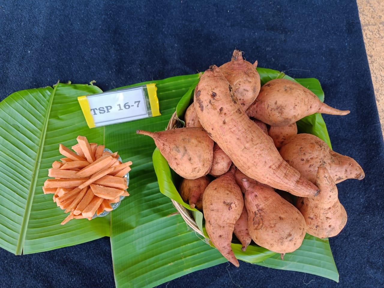 TSP 16-7 variety. Photo courtesy: AICRP TC Centre 