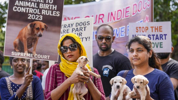 Stray dogs case: Not directed removal of every animal from streets, says Supreme Court