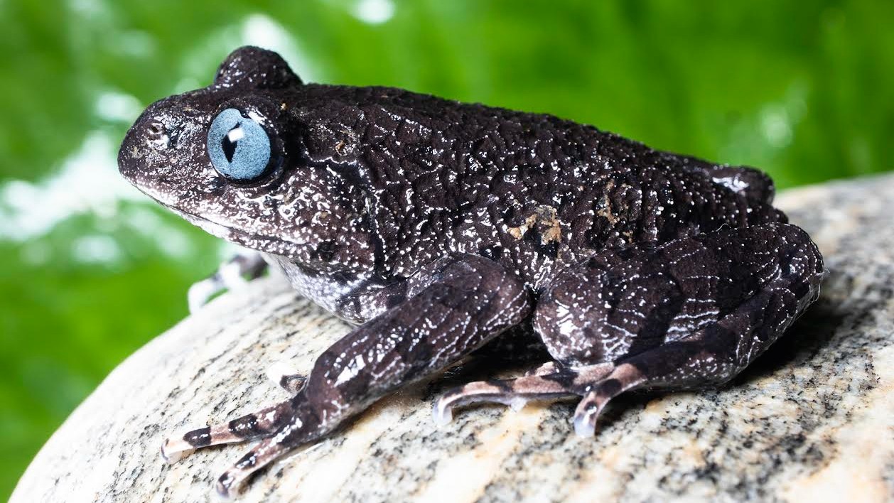 Indian scientists discover two new frog species in Arunachal Pradesh