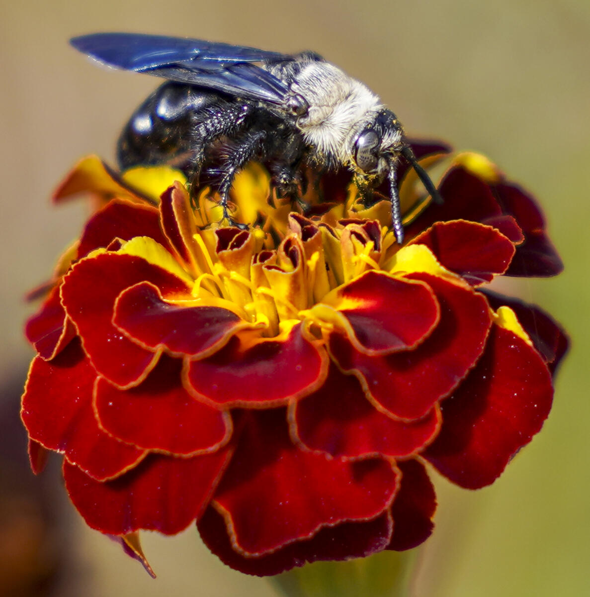 A bee collects nectar from a marigold flower on a winter day, in Ajmer