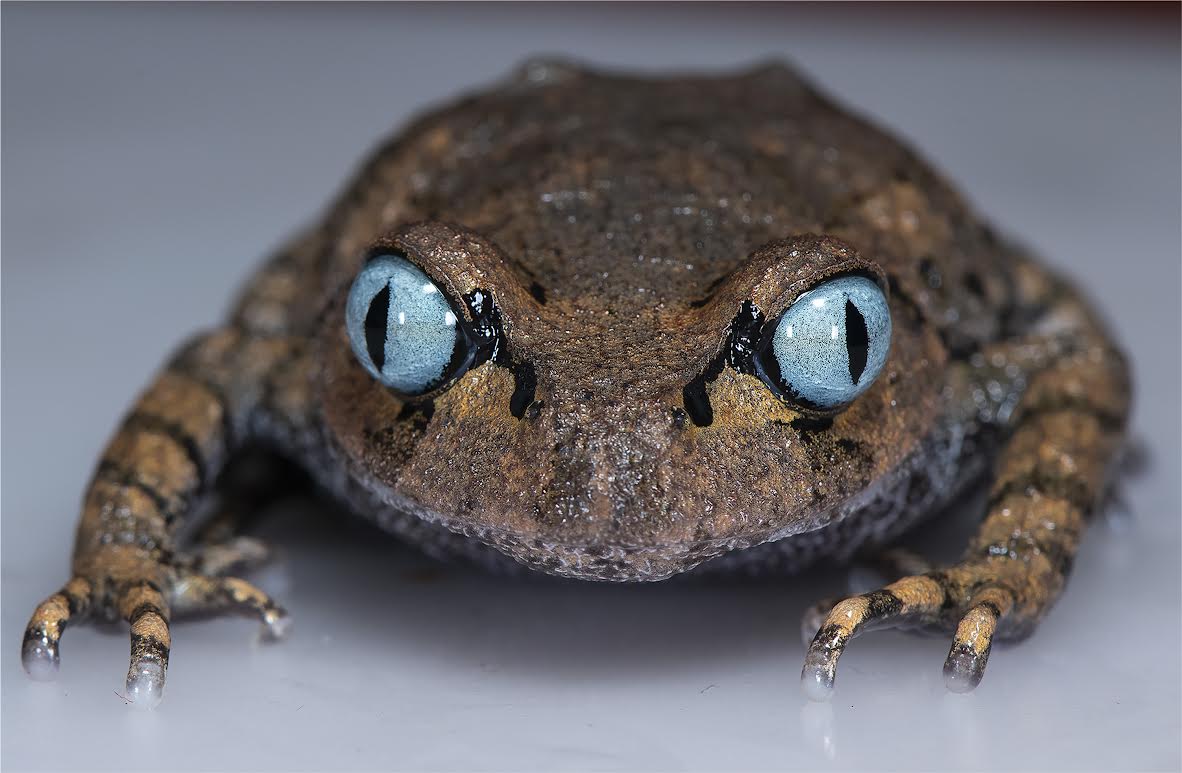 Mechuka Slender Arm Frog.