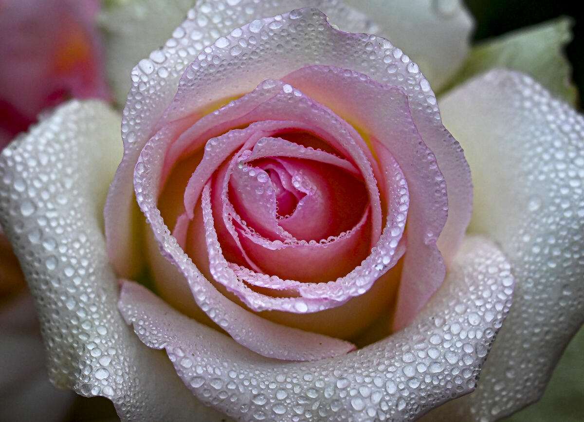 A close-up of a blooming pink rose covered in dew drops on a cold winter morning, at a floriculture show at Santipur, in Nadia district, West Bengal