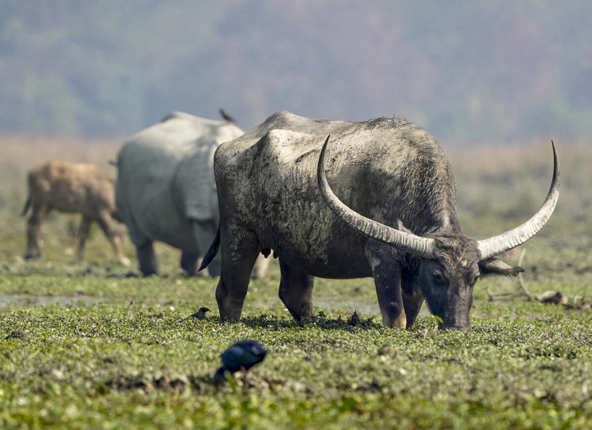 A wild water buffalo grazes at the Tamulidoba Beel wetland, at Pobitora Wildlife Sanctuary in Morigaon, Assam