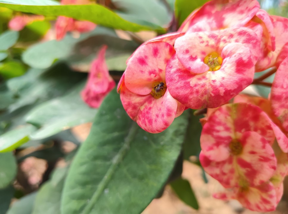 Redmi Note 15 5G's camera sample.