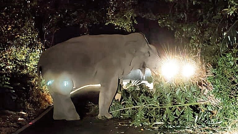 Karnataka: Jumbo blocks Charmadi Ghat road at night, vehicles stranded