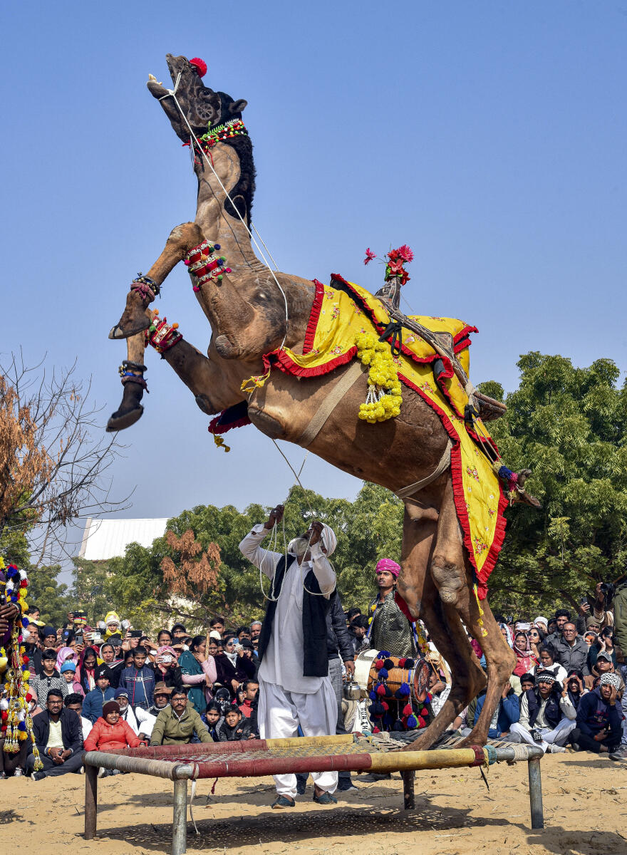 A camel performs during the three-day 'International Camel Festival', in Bikaner