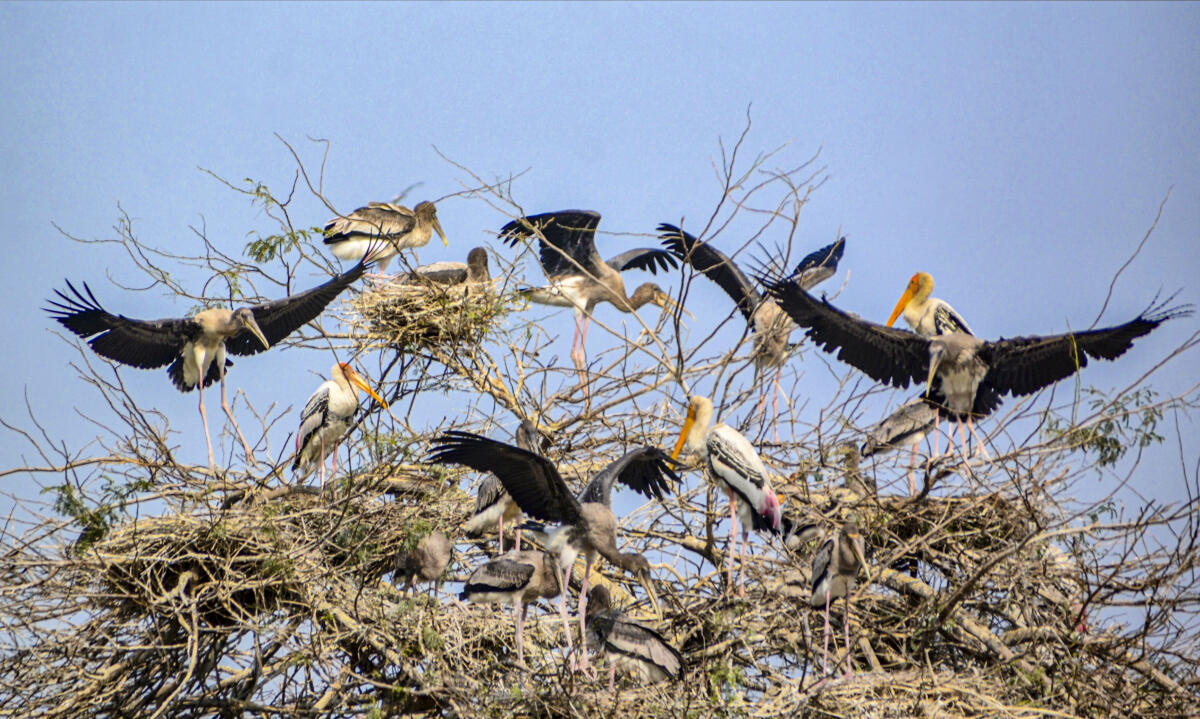 A flock of painted storks perches on a tree at the Nawabganj Zoological Park, in Kanpur, Uttar Pradesh