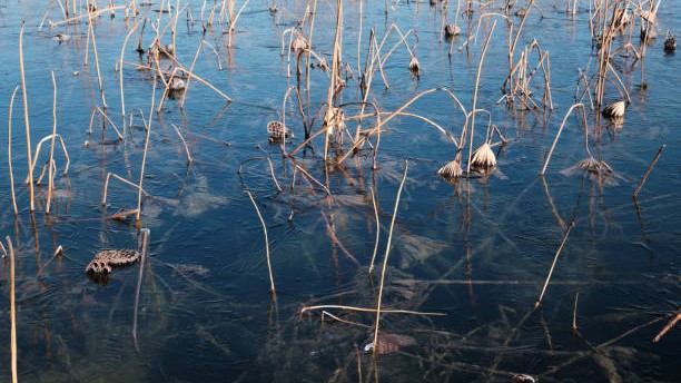 In Kashmir's freezing Dal Lake, lotus stem harvesters hold on to vanishing way of life