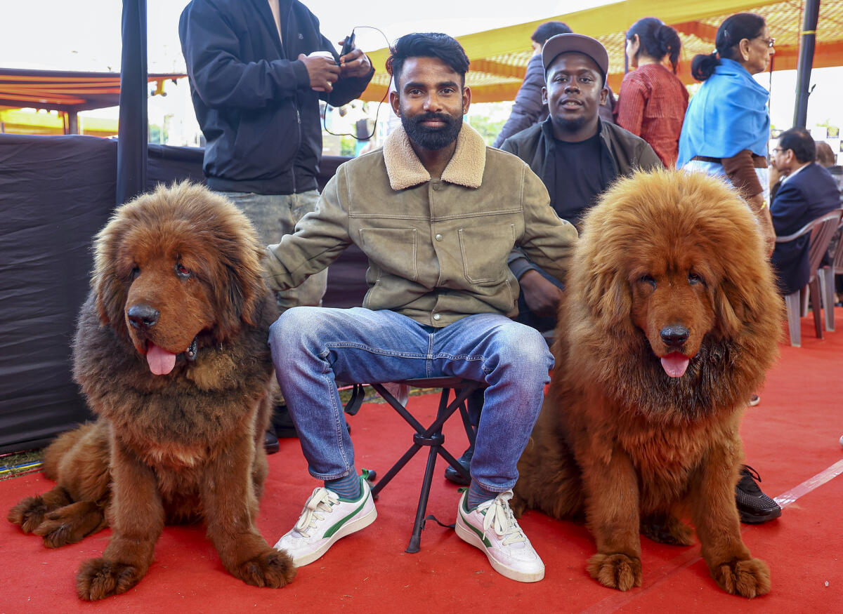A man with Tibetan Mastiff during a dog show, in Jaipur