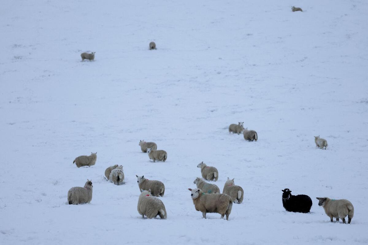 Sheep stand in a snowy field near Kirkmichael, Scotland, Britain