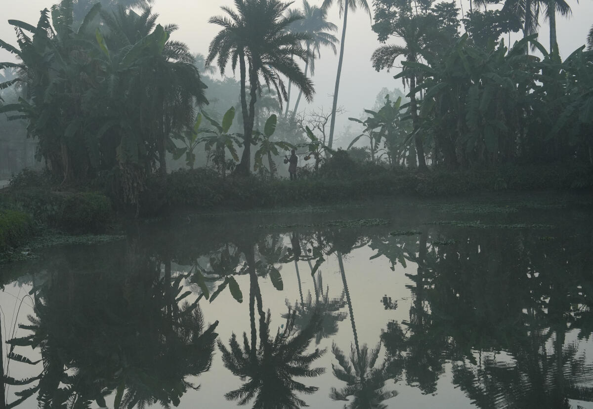 Date palm sap collector Shamad Molla leaves to collect sap from clay pots hung overnight, at Jaynagar in South 24 Parganas district, West Bengal