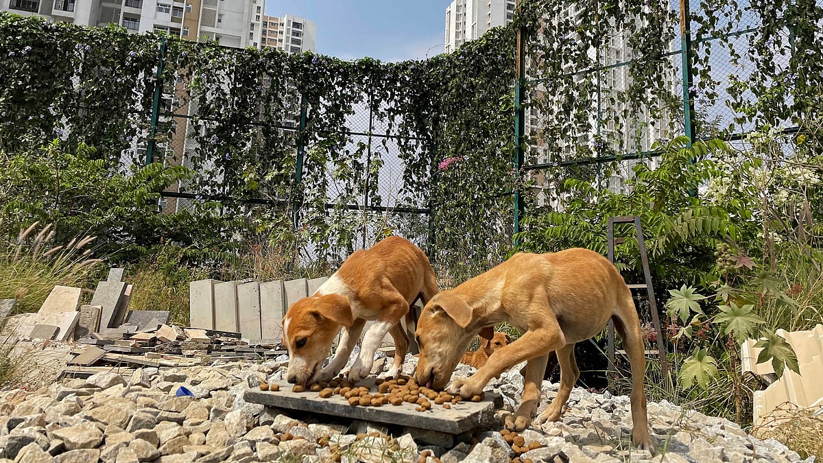 Parking attendant smashes stray dog against compound wall in Bengaluru