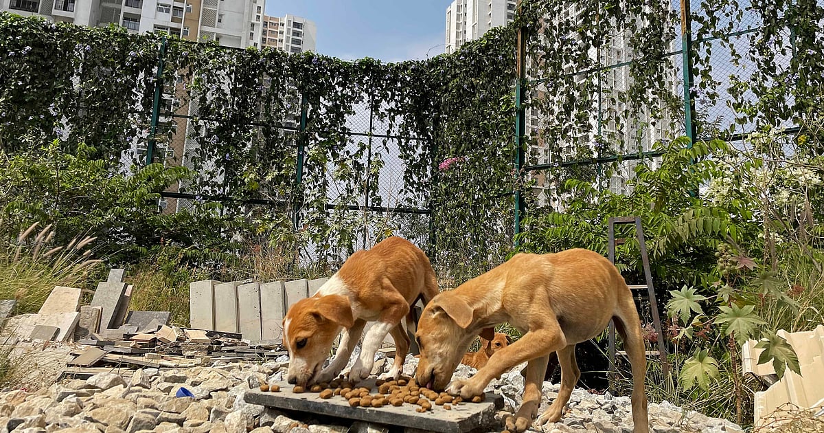 News 24 Parking attendant smashes stray dog against compound wall in Bengaluru