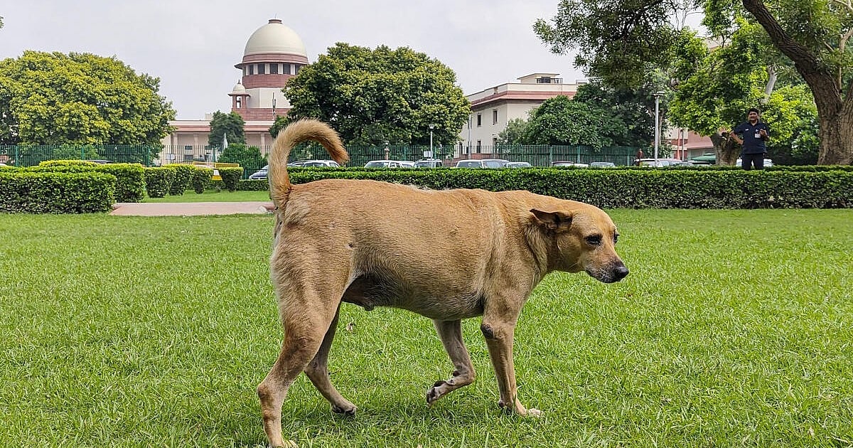 News 17 ‘Can’t remain oblivious to harsh ground realities’: Supreme Court dismisses pleas challenging order on relocation, sterilisation of stray dogs