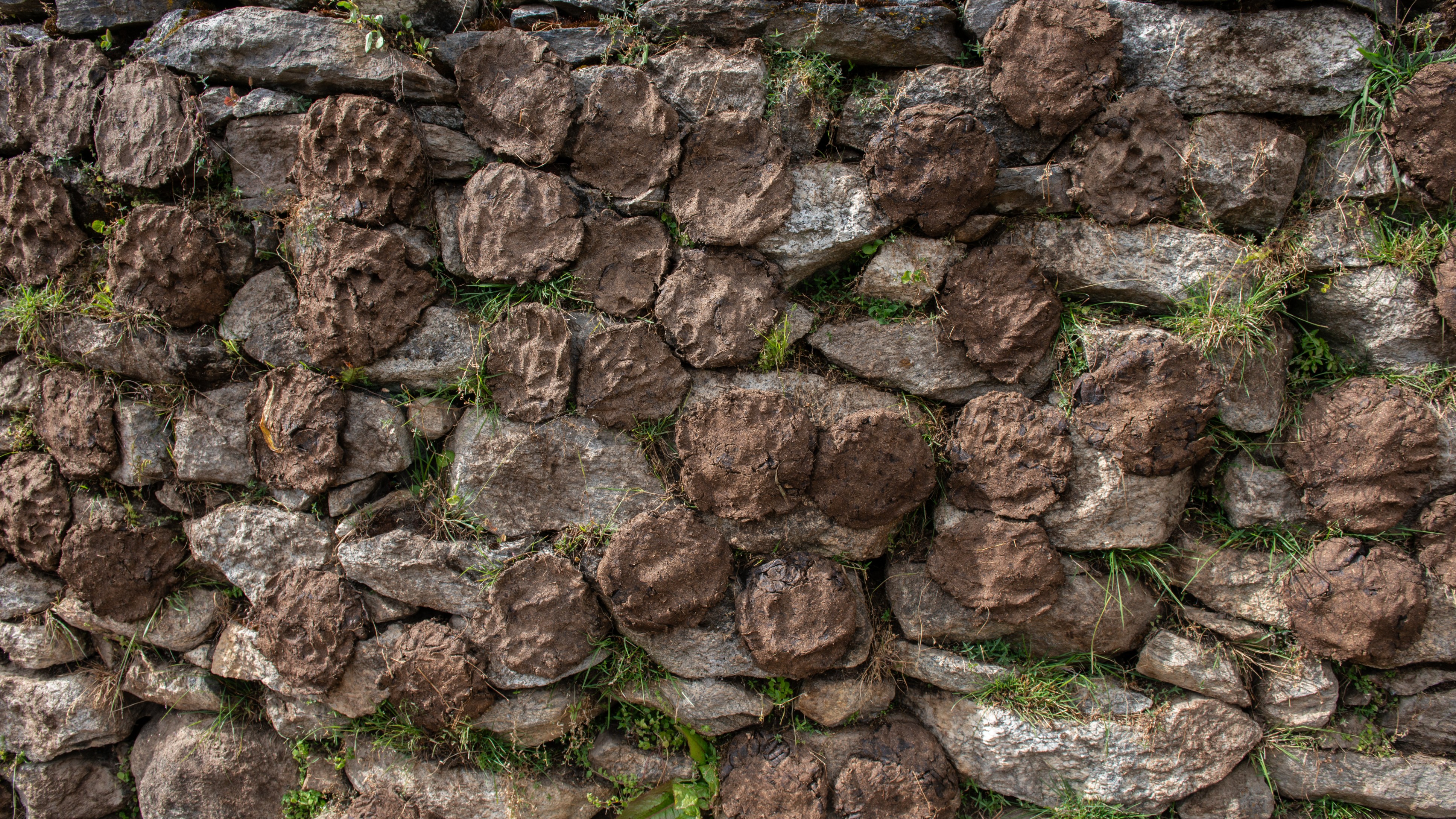 Cow dung water sprinkled as symbolic protest over holding of women's bodybuilding event in Odisha