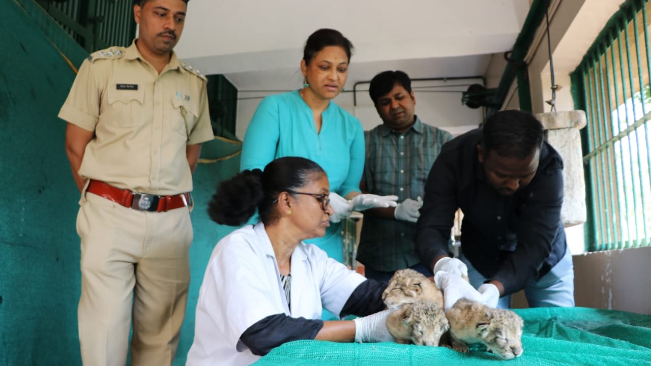 3 lion cubs born at Mumbai's  Sanjay Gandhi National Park