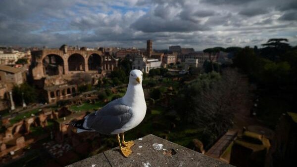 A seagull rests at the Roman Forum at the archaeological park of the Colosseum in Rome, Italy.