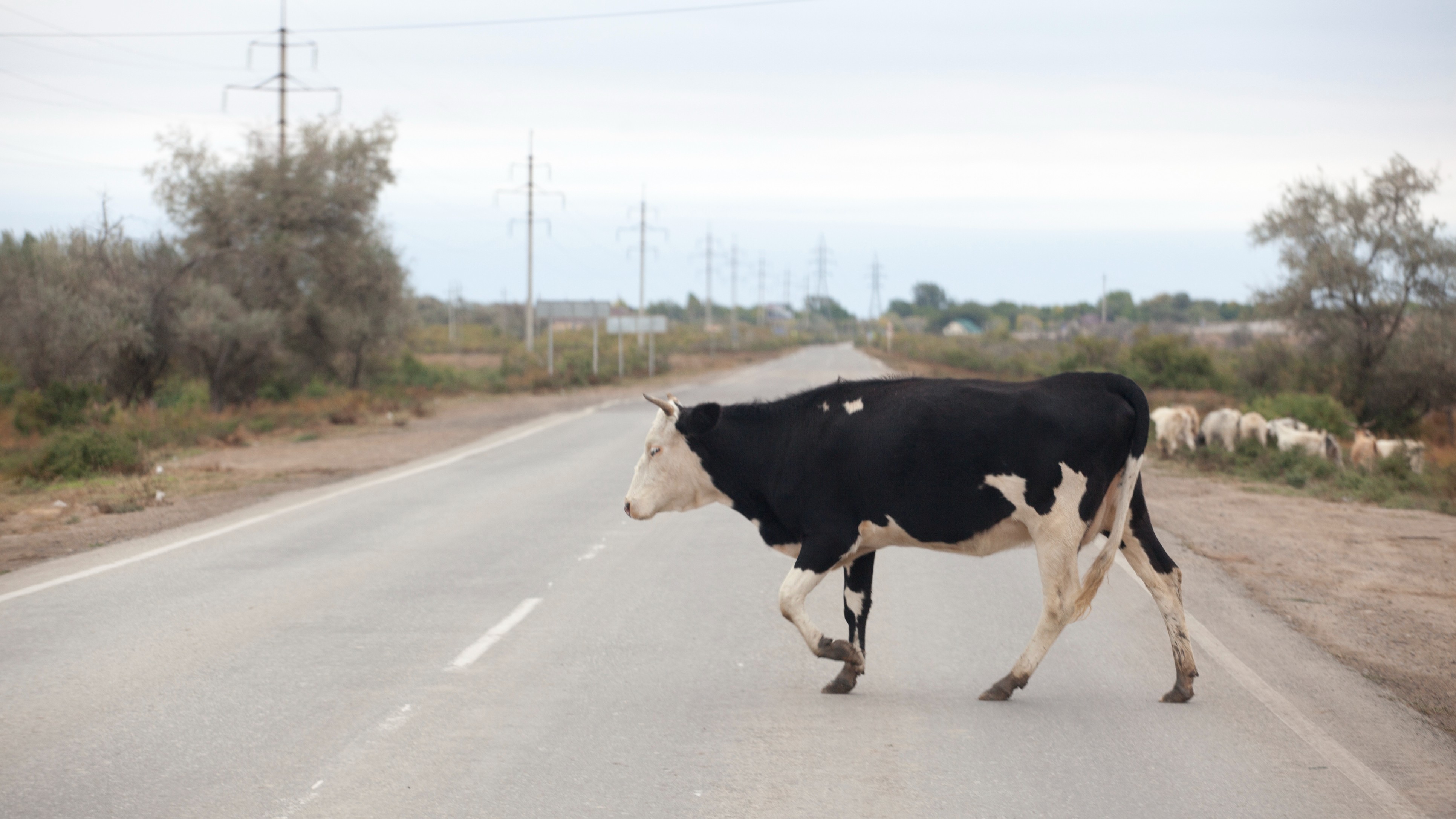 'Stray cattle area ahead...': NHAI launches pilot project for real-time safety alert