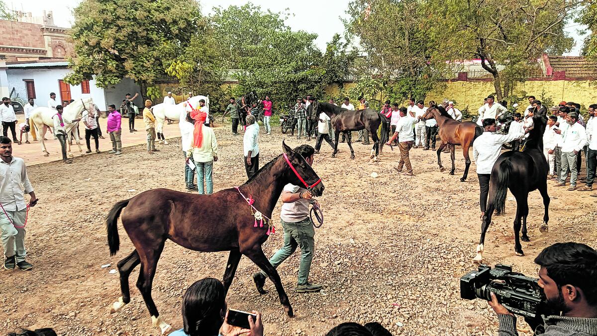 When horses steal the show: Inside Raibag’s unique fair