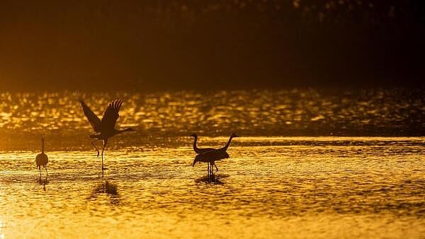 Global Photo Highlights: Cranes in Israel, Swiss Skies, and Jaipur's Army Day