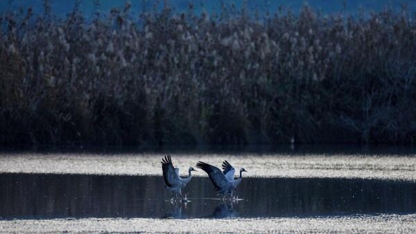 Common cranes, which, according to Lake Hula Park are part of a group of 16,000 and mostly arrived from Northwest Russia, gather at Lake Hula in northern Israel.