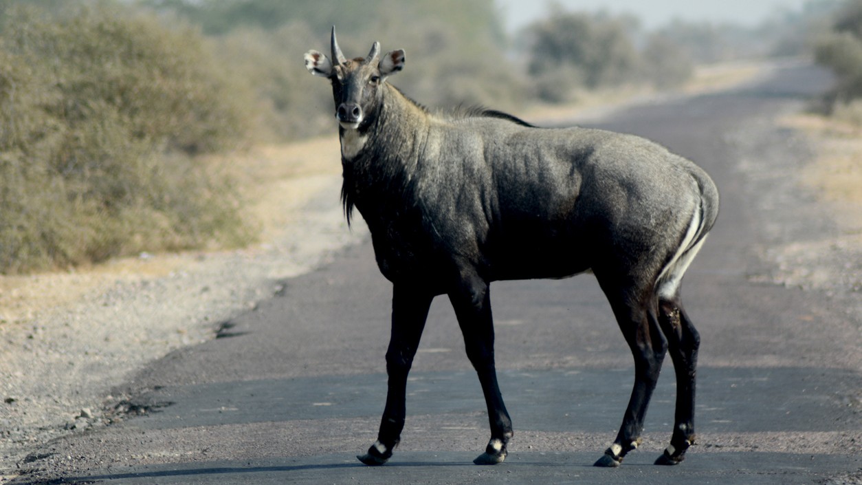 Child sitting in mother’s lap killed as nilgai jumps into moving car in Madhya Pradesh's Guna