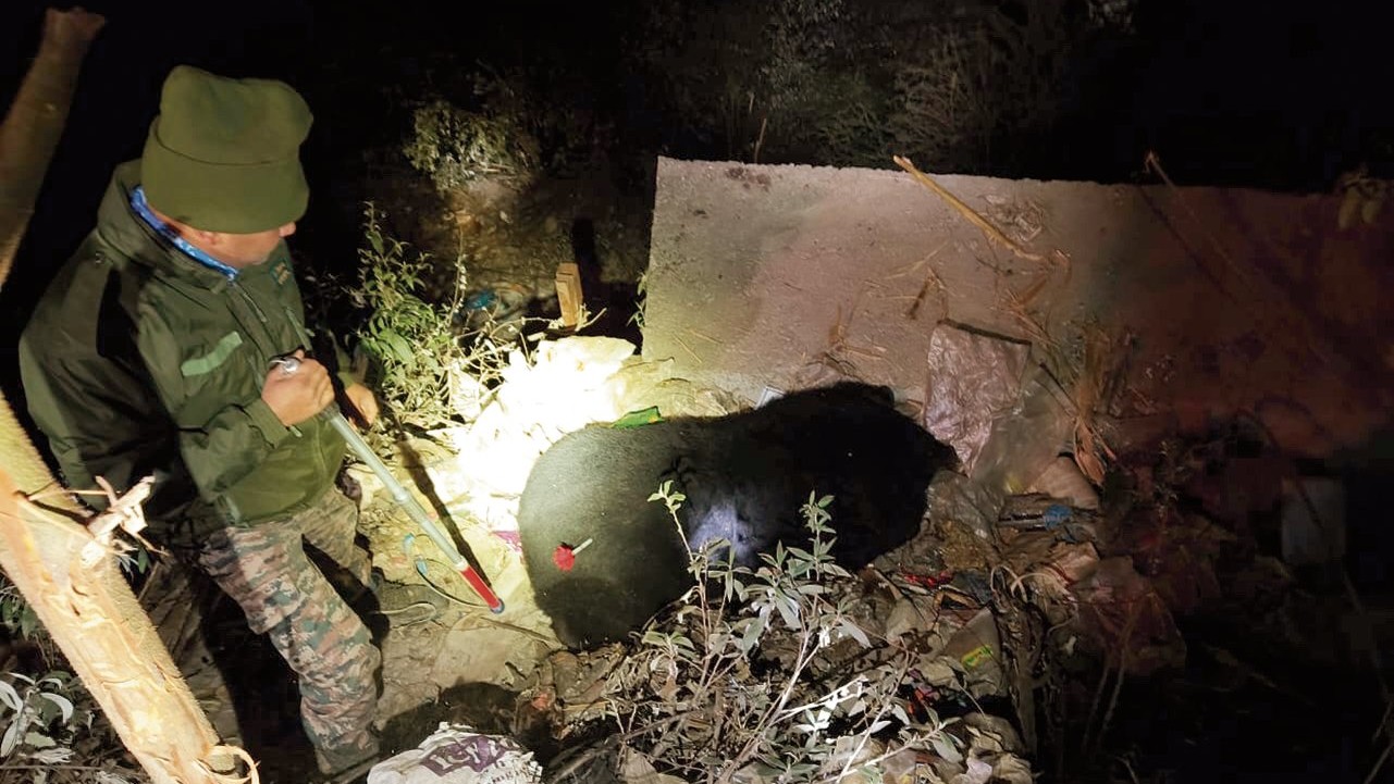 Climate change leads to human-bear clashes in the Himalayas