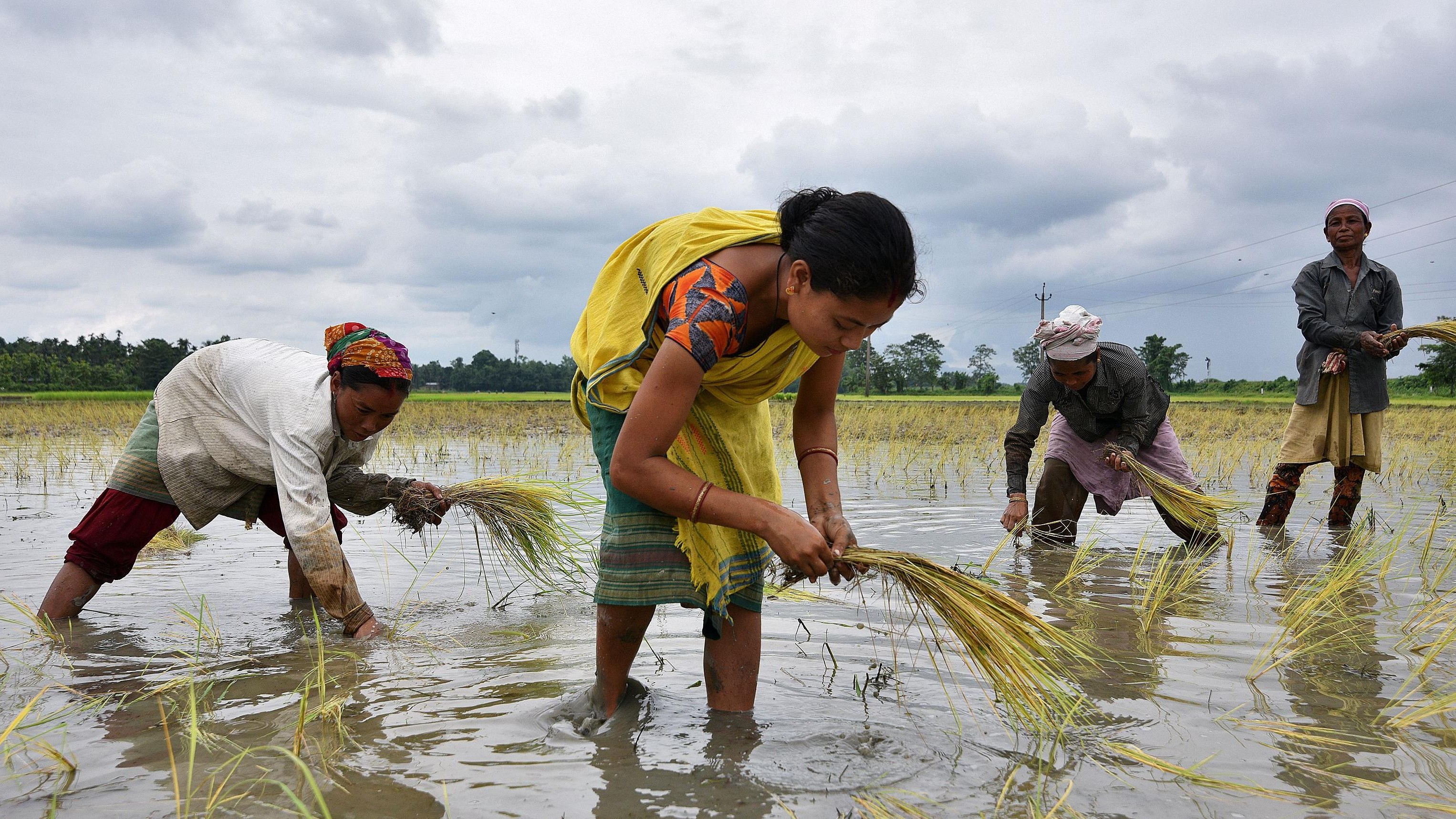 India becomes largest rice producer in the world - Top 10 states