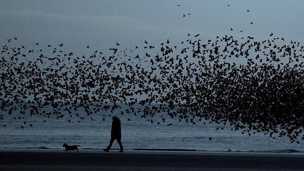 Global Photo Highlights: Golf in Hawaii to Ganga Aarti in Prayagraj