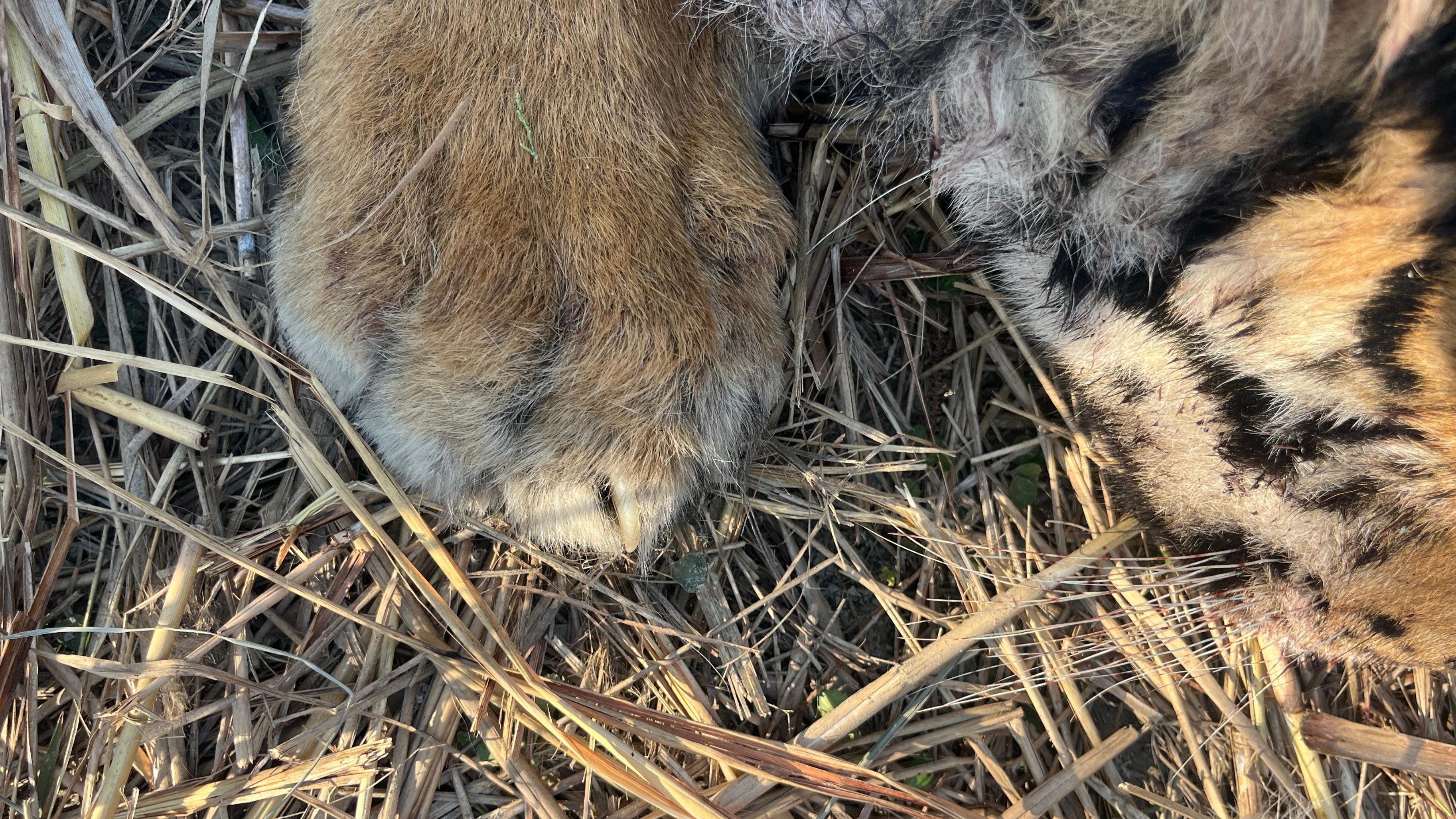 Assam's Kaziranga reports three tiger deaths in a fortnight, high density may have caused infighting