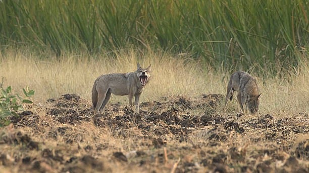 Karnataka Wolves Raid Watermelon Fields as Habitat and Prey Decline