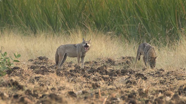 In Karnataka's Yelburga, it’s wolves in sheep’s clothing, in veggie context