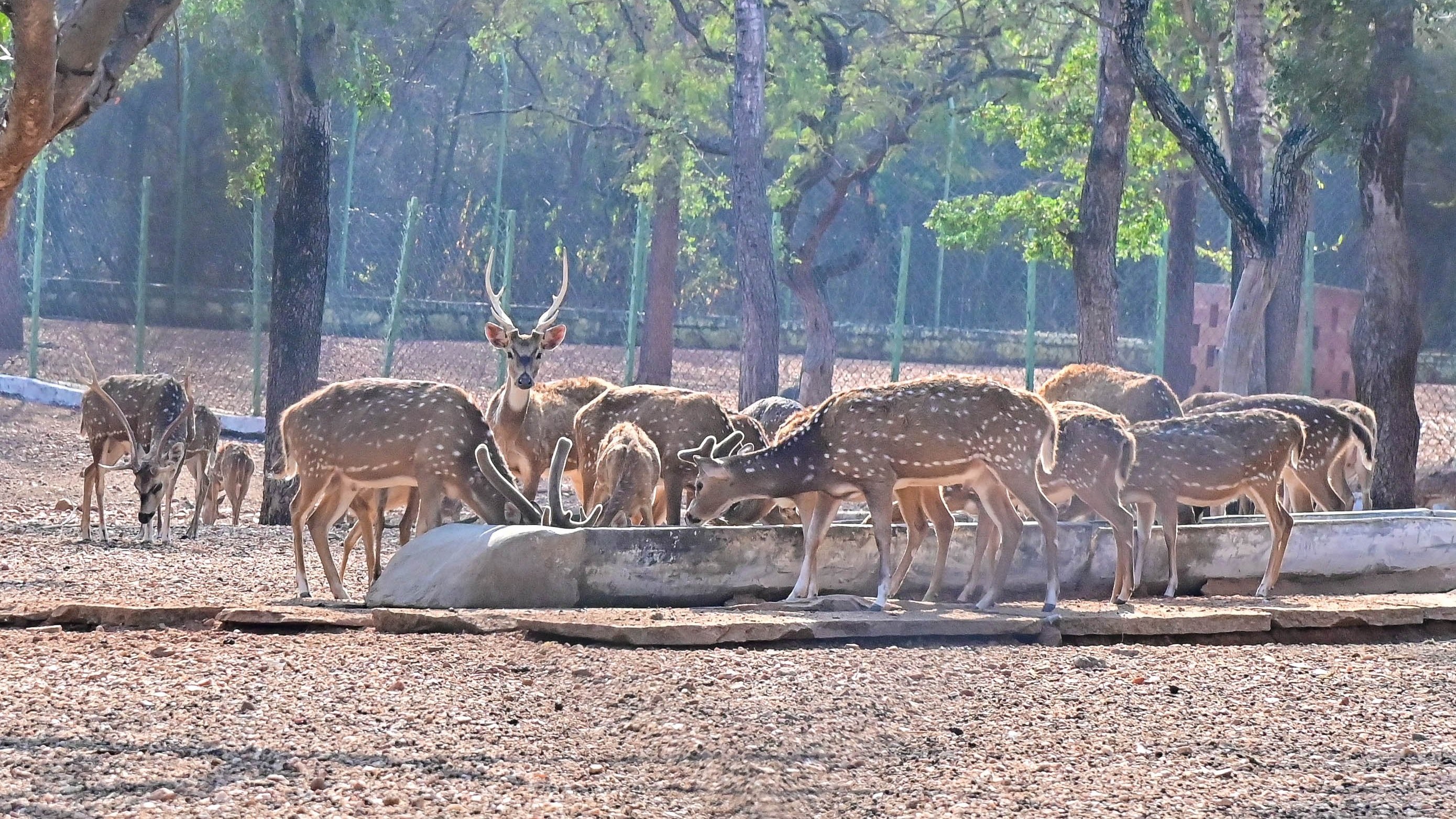 After death of 4 spotted deer, treating rest uphill task for Davangere zoo