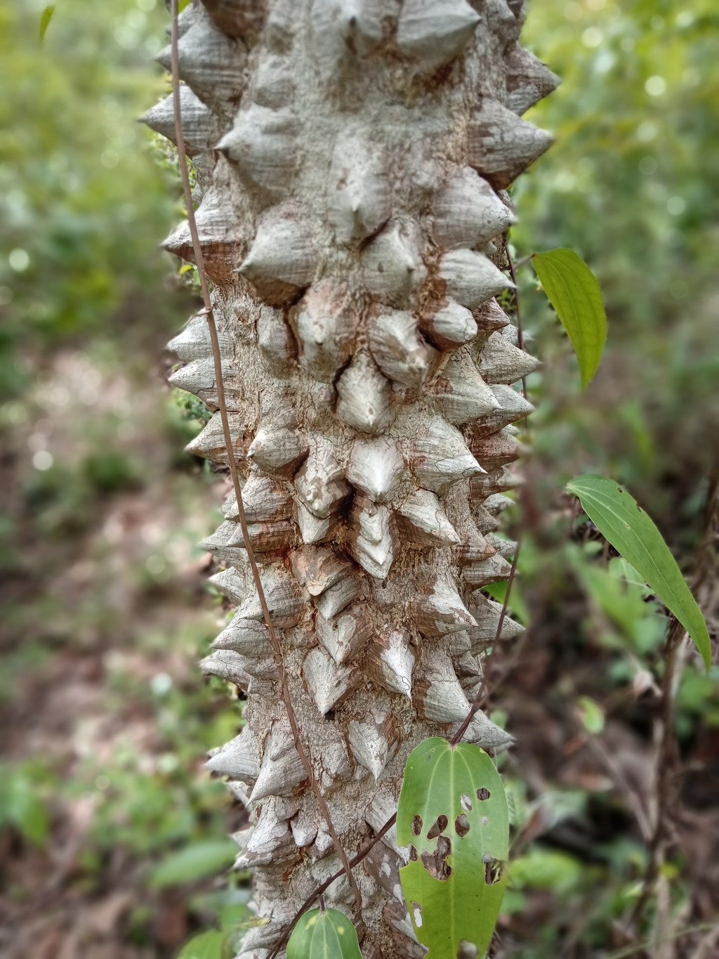The thorny trunk of jummana kayi tree found mainly in Karnataka’s coastal belt; raw and dried fruits. Photo/Arti Das