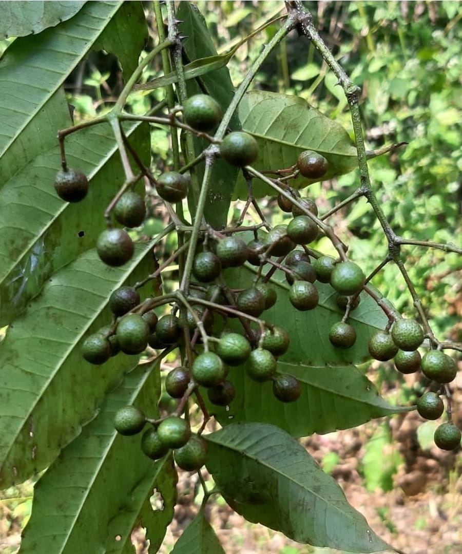 Jummana Kayi. Photo/Arti Das