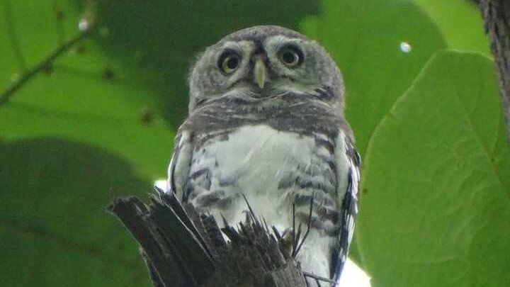 Campers again spot elusive Forest Owlet in Maharashtra's Melghat Tiger Reserve 