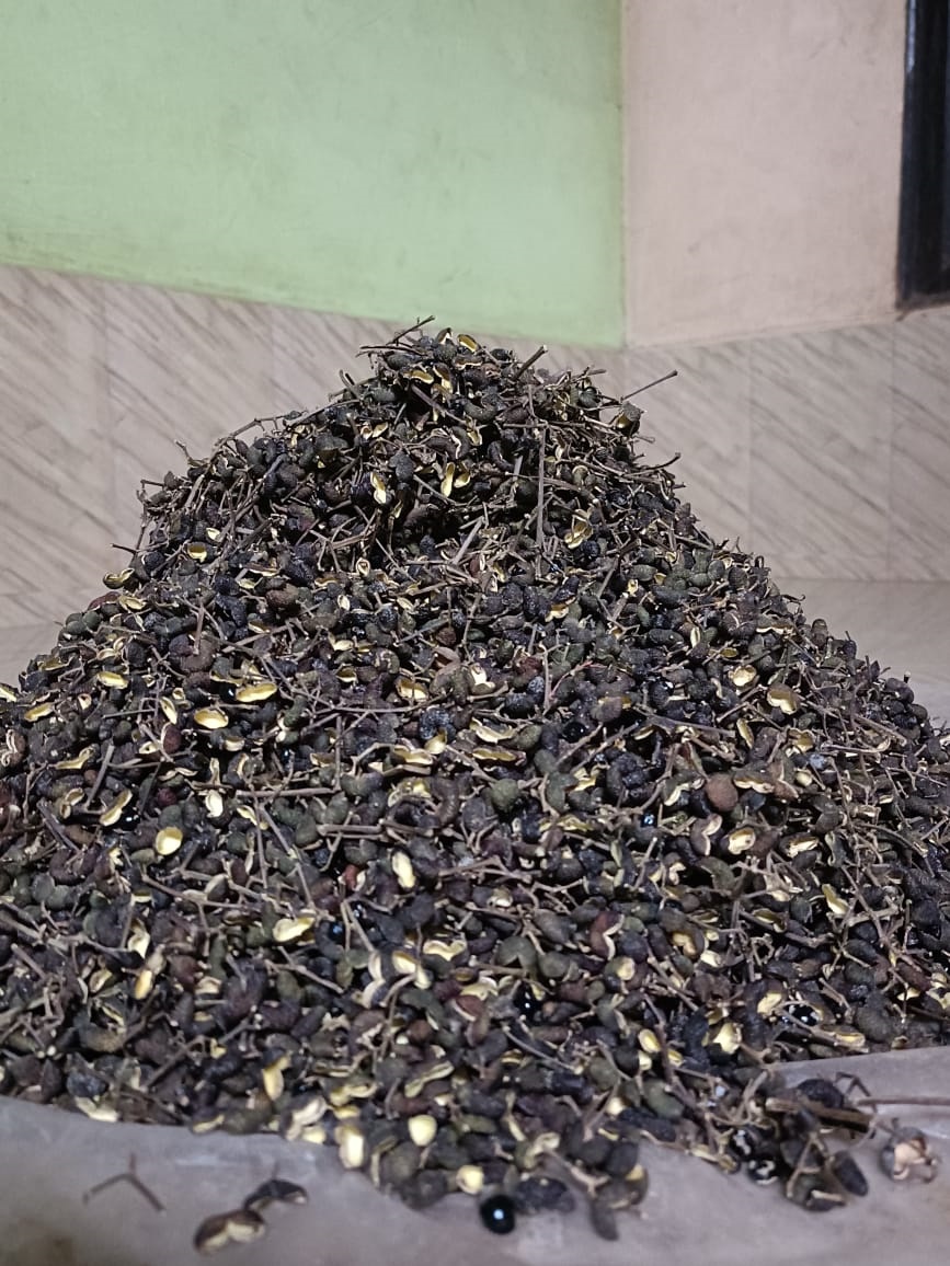 A woman in Kumta collects sun-dried jummana kayi. Photo by author