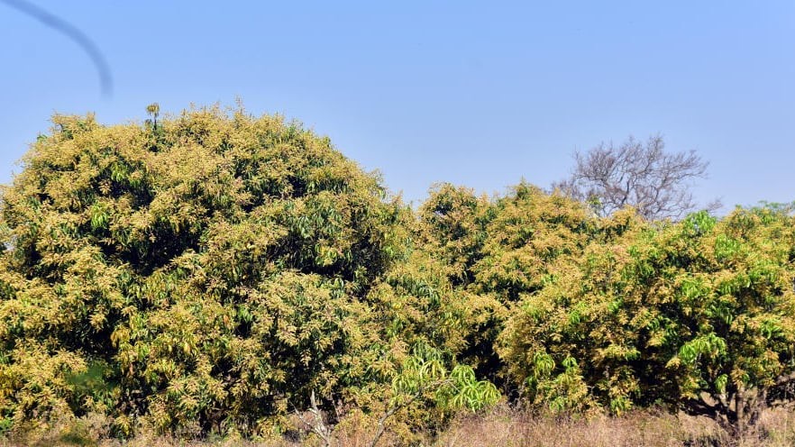 Summer treat in store for mango lovers, farmers in Karnataka