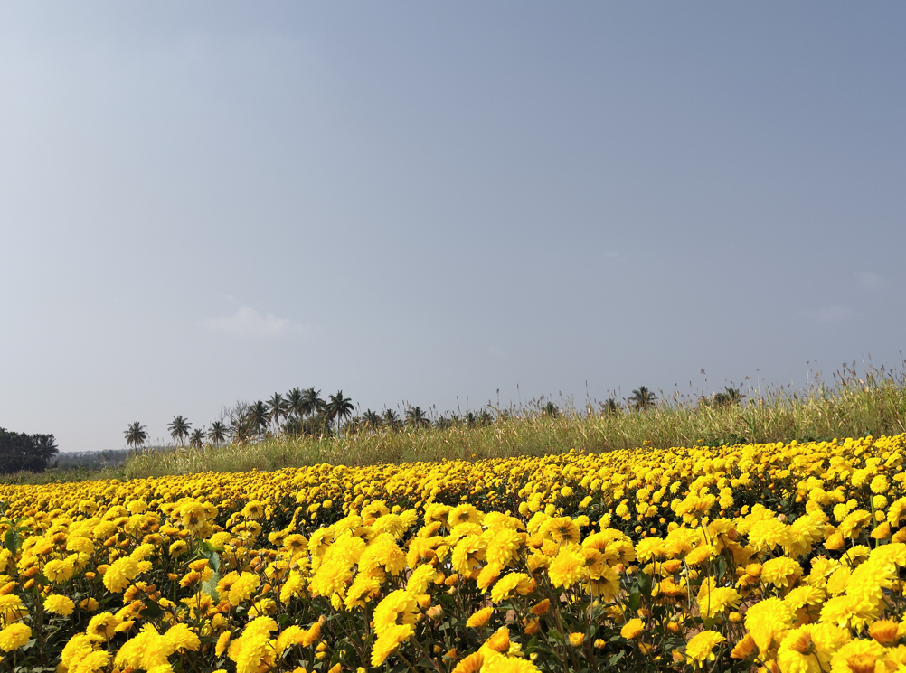 Poco M8 5G's camera sample.