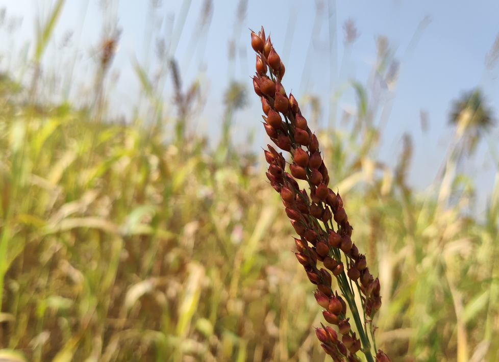 Poco M8 5G's camera sample.