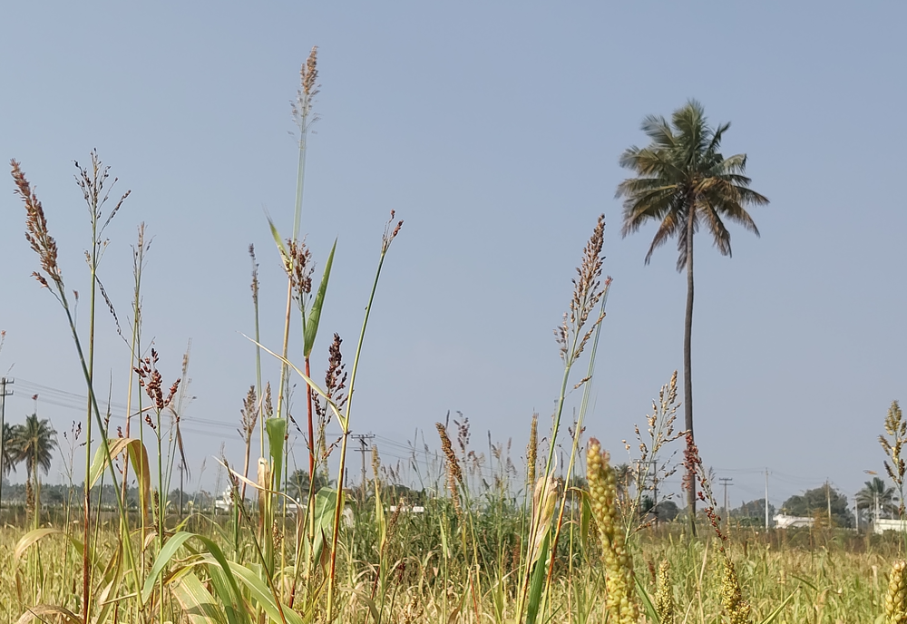 Poco M8 Photo sample with 2X zoom.