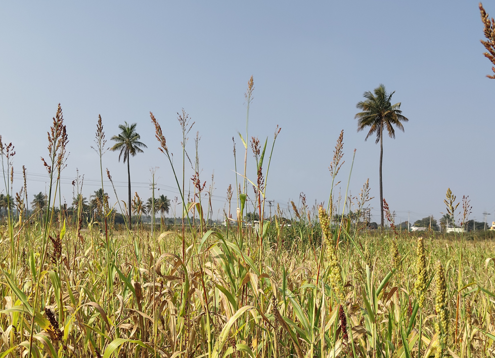 Poco M8 Photo sample with 1X (35 mm).